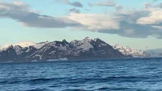 First views of South Georgia Island  Ponant LAustral [upl. by Eisse]