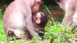 HeartShoking  Young Monkey Moher Slep amp Bites Her Baby Blocked Weaning [upl. by Nicki642]