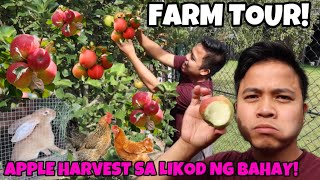 FARM TOUR SARIWANG APPLE SA LIKOD NG BAHAY HITIK SA BUNGA PROBINSYA LIFE VLOG  Oliver Cagas [upl. by Leinad]