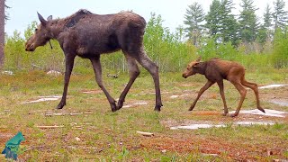 Spring vignettes in the Northwoods 2023 [upl. by Enneyehc]