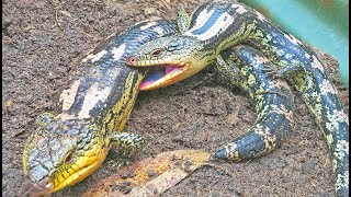 Blue Tongue Lizard Breeding INSANITY [upl. by Yeh600]