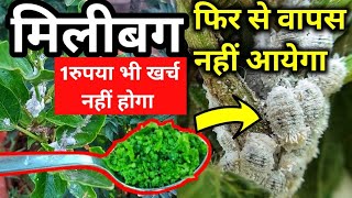 Mealybugs हटाने का सबसे आसान और बेस्ट तरीका Remove mealy bug from any plantMilibug kaise hataye [upl. by Pizor]