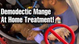 Demodex mites on dogs demodectic mange treatment [upl. by Manbahs]