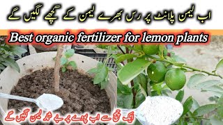 Best organic fertilizer for lemon plants  لیمن پلانٹ کی گروتھ کے لیے اچھی کھاد [upl. by Guild]