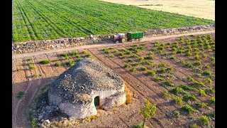 Vendimia 2017 en Tomelloso David Brown 1410 Turbo amp Massey Ferguson 290 [upl. by Harned67]