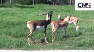 Blackbuck Antelopes Interacting Together in 1080P HD  by John D Villarreal [upl. by Voletta]