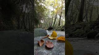 Beautiful Forest Sounds🌿🌊relaxing nature relaxation naturesounds forest calm [upl. by Goddord]