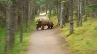 5 Unexpected Bear Encounters Caught On Camera [upl. by Nywled]