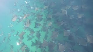 Swimming and diving with Mobula rays [upl. by Leahicm501]