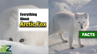 The Incredible Arctic Fox Vulpes Lagopus Complete Guide With Facts [upl. by Lenad]