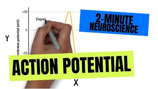 2Minute Neuroscience Action Potential [upl. by Jarid793]