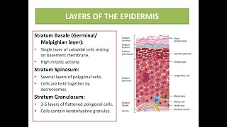 Malphigian layer of the skin Consisting of Stratum Basale and stratum spinosum [upl. by Chelsey]