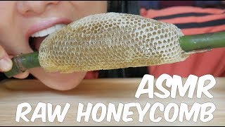 ASMR RAW HONEYCOMB EATING SOUNDS  SASASMR Part 4 [upl. by Honna]