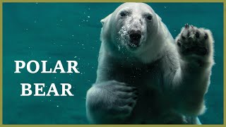 Polar bear sounds on an iceberg A loud roar of a polar bear [upl. by Idnahc]