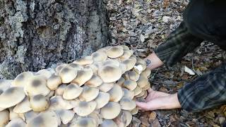 Armillaria Mellea  Foraging Edible Honey Mushrooms in Coastal California [upl. by Thrift880]