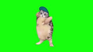 Cat Dances to Girlfriend  Green Screen [upl. by Norvin250]