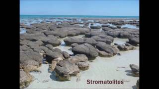 Hamelin Pool Stromatolites with Dr Erica Suosaari [upl. by Amian940]