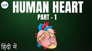 Life Processes  Lesson 20  Human Heart Part 1  in Hindi हिंदी में   Infinity Learn [upl. by Nylirehs747]