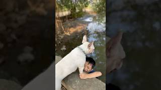 The dog saved the baby who fell into the river where crocodiles eat meat pet dog lovedog [upl. by Aneroc]