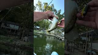 Foul hooked fishing bassfishing shortsfeed [upl. by Daune]