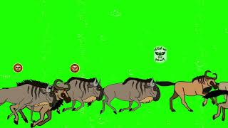 Wildebeest Stampede green screen [upl. by Holder]