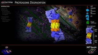 Proteasome Animation 3D Molecular Biology [upl. by Namajneb848]