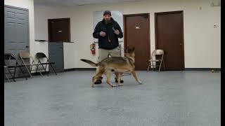 German Shepherd with anxiety [upl. by Kazmirci]