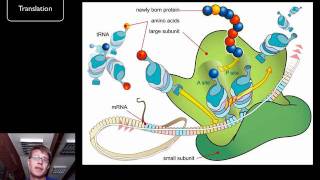 DNA and RNA  Part 2 [upl. by Darnok]