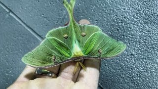 Impresionante Polilla de Luna Gigante [upl. by Htiduy868]