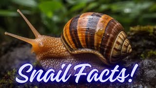 Snail Secrets Fun Facts About These Slow movers [upl. by Erised]