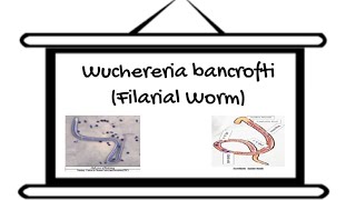 Helminths Nematodes Part 5 Filarial Worm [upl. by Yard]