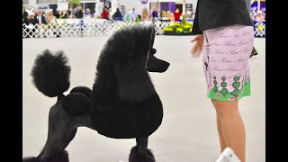 Poodle Club of America National Specialty 2018 Standards [upl. by Hannibal]