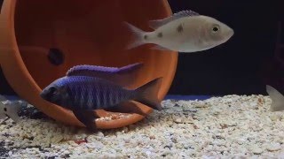 F1 Copadichromis Trewavasae Likoma Full breeding Dress [upl. by Noeled]