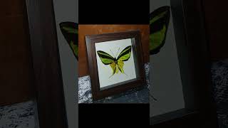 Ornithoptera meridionalis в рамке butterfly книги entomology art moth книжки spider [upl. by Iew]