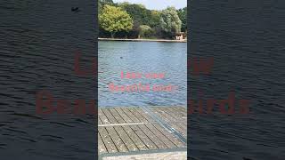 Summertime Lake view natureanimallover birdslover naturelovers [upl. by Assital]