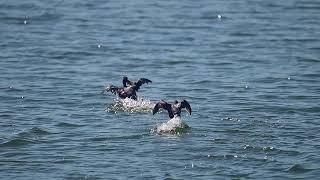 Two pied billed grebes fight over a fish birds nature wildbirds wildlife grebe birdfight [upl. by Esiuqcaj]