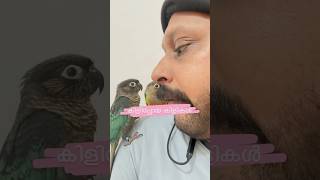 കിളിപ്പോയ കിളികൾ l Mittu amp Kallu My companion l How To Train Petbirds petbirdtraining petvlog [upl. by Ricker]