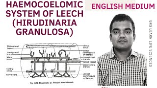 Leech haemocoelomic system  Circulation in leech circulatory system of annelids BSc Zoology [upl. by Cos]