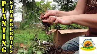 How To Plant Strawberries in an Organic Permaculture Garden [upl. by Hallett]