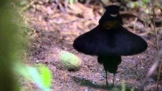 BBC Planet Earth  Birds of Paradise mating dance [upl. by Raeann]