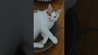 One thing about Ollie Rapping to my cat 👀 cats nickiminaj freak catlover [upl. by Erv]