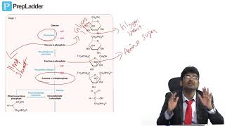 Glycolysis  MCQ discussion [upl. by Avlasor]