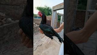 Rate this Amazing Aseel 😉🐓aseel like aseellovers aseelmurga birdslover aseelmurgalover [upl. by Retep]