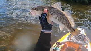 Negative Tides and Cold brings the trout and Reds in Matlacha Florida [upl. by Beora612]