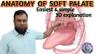 ANATOMY OF SOFT PALATE। SOFT PALATE EXAM NOTES । SOFT PALATE 3D EXPLANATION [upl. by Eerolam]