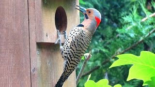 Northern Flicker Woodpecker Calling and Drumming [upl. by Einner]