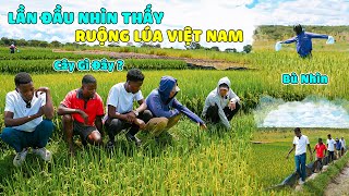 Quanglinhvlogs  Team Huyền Thoại Choáng Nghợp Khi Lần Đầu Thấy Lúa Việt Nam Tại Châu Phi [upl. by Manno]