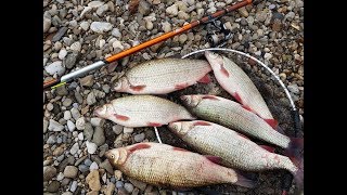 Pecanje Skobalja na plovak  Bolognese Fishing  Reka Nisava [upl. by Stuppy485]