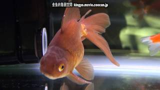 茶金第28回日本観賞魚フェア 弐歳魚の部 優勝：安藤 仁司氏持魚 [upl. by Pond]