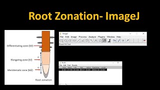 Root zone length image J Arabidopsis stress analysis research DoctorTutors [upl. by Bena]